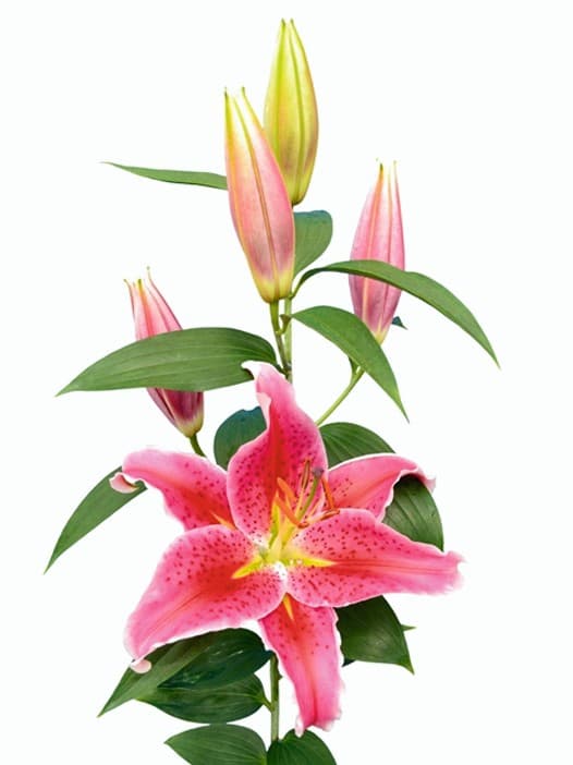 Asiatic Lily โ Red Mirchi Associates